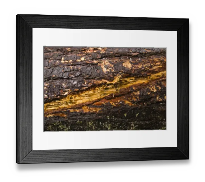 Framed Print : Windstorm damage, Stanley Park, British Columbia Framed Print : Windstorm damage, Stanley Park, British Columbia