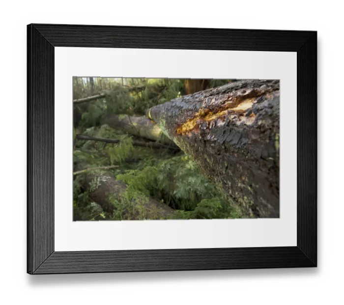 Framed Print : Windstorm damage, Stanley Park, British Columbia