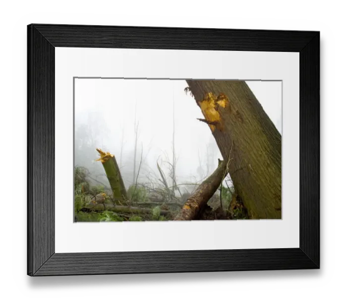 Framed Print : Windstorm damage, Stanley Park, British Columbia Framed Print : Windstorm damage, Stanley Park, British Columbia