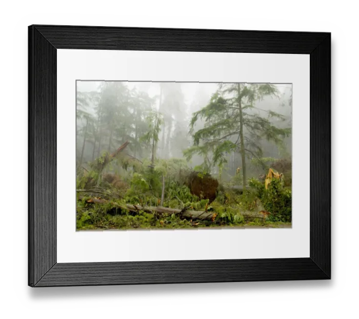 Framed Print : Windstorm damage, Stanley Park, British Columbia Framed Print : Windstorm damage, Stanley Park, British Columbia