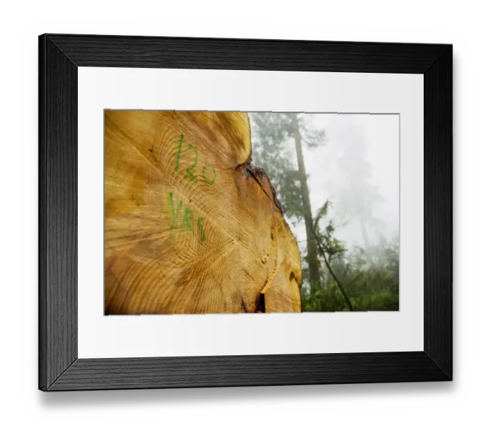 Framed Print : Windstorm damage, Stanley Park, British Columbia Framed Print : Windstorm damage, Stanley Park, British Columbia