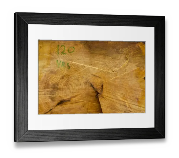 Framed Print : Windstorm damage, Stanley Park, British Columbia Framed Print : Windstorm damage, Stanley Park, British Columbia