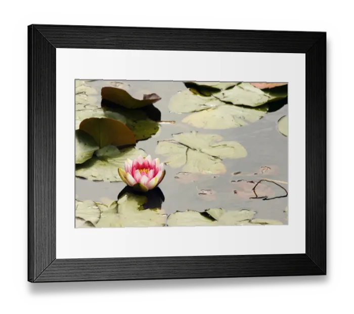 Framed Print : Pink water lily, Stanley Park, British Columbia Framed Print : Pink water lily, Stanley Park, British Columbia