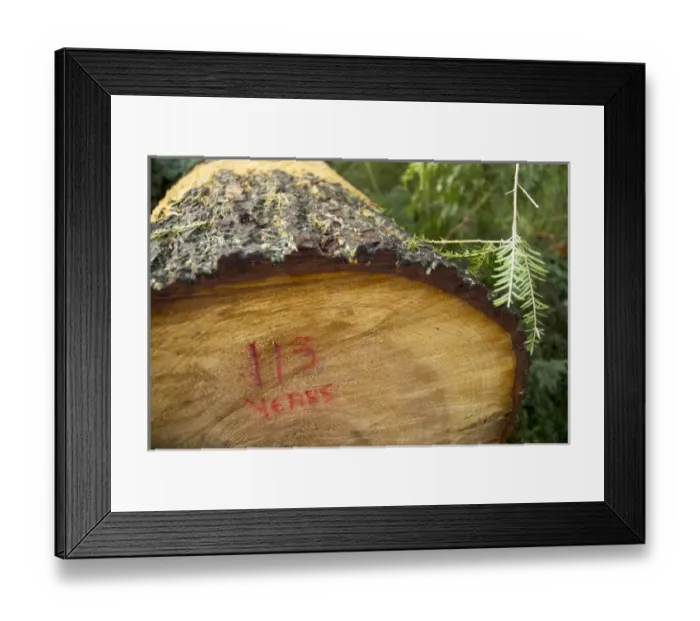 Framed Print : Windstorm damage, Stanley Park, British Columbia Framed Print : Windstorm damage, Stanley Park, British Columbia