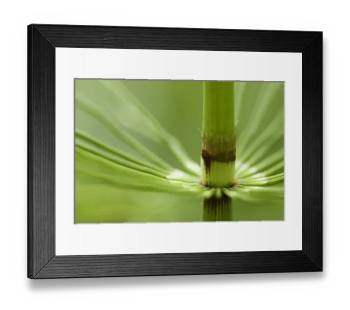 Framed Print : Horsetail, Stanley Park, British Columbia Framed Print : Horsetail, Stanley Park, British Columbia