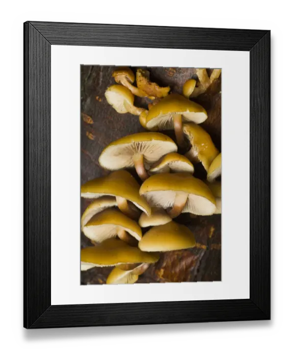 Framed Print : Mushrooms, Stanley Park, British Columbia