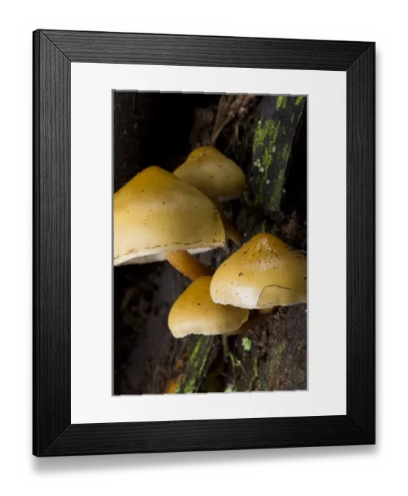 Framed Print : Mushrooms, Stanley Park, British Columbia Framed Print : Mushrooms, Stanley Park, British Columbia