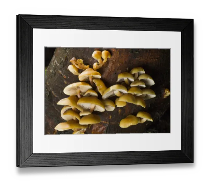 Framed Print : Mushrooms, Stanley Park, British Columbia Framed Print : Mushrooms, Stanley Park, British Columbia