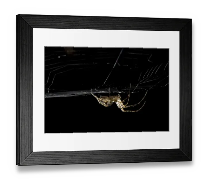 Framed Print : Spider, Stanley Park, British Columbia Framed Print : Spider, Stanley Park, British Columbia