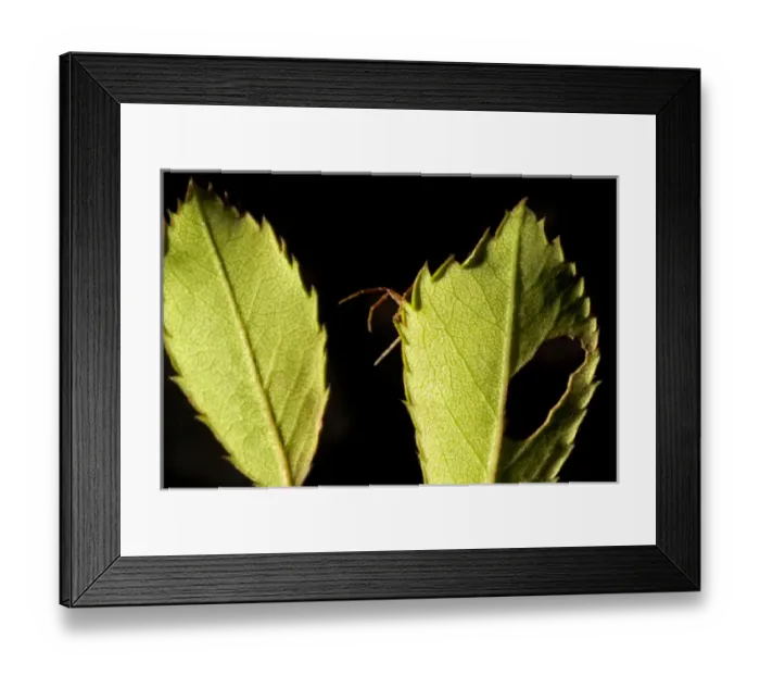 Framed Print : Spider, Stanley Park, British Columbia Framed Print : Spider, Stanley Park, British Columbia