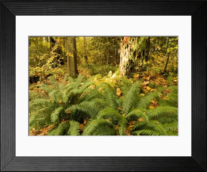 Framed Print : Autumn in Stanley Park, British Columbia