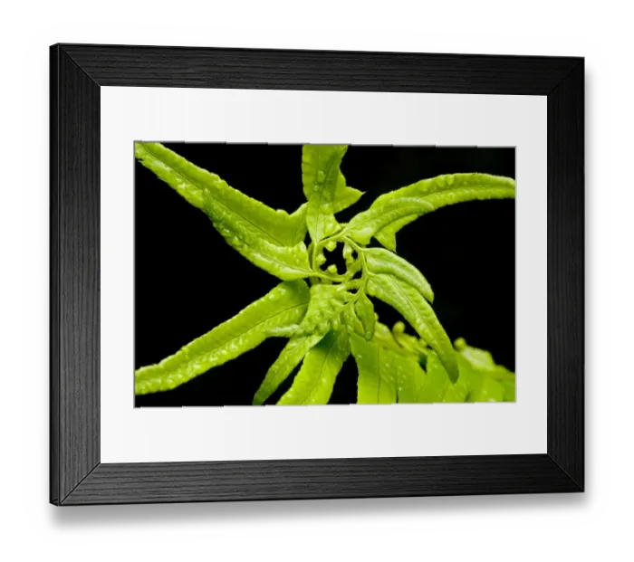 Framed Print : Fern, Stanley Park, British Columbia