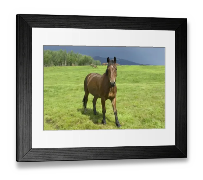 Framed Print : Horses in pasture, British Columbia Framed Print : Horses in pasture, British Columbia