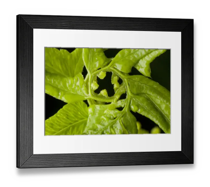 Framed Print : Fern, Stanley Park, British Columbia Framed Print : Fern, Stanley Park, British Columbia