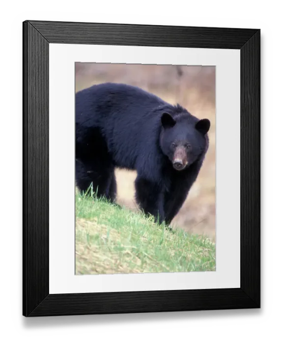 Framed Print : Canada, British Columbia, Black Bear (Ursus americanus) feeds on spring grass shoots