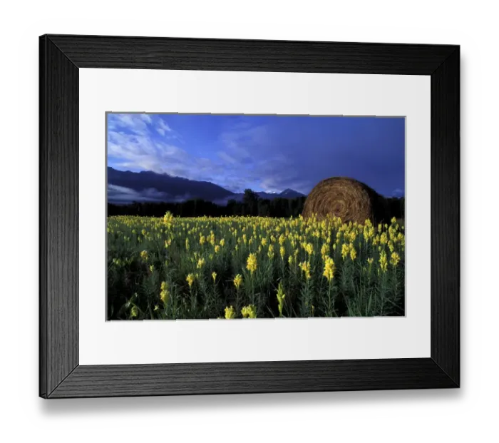 Framed Print : North America, Canada, British Columbia, Kitwanga. Yellow flowers and freshly rolled