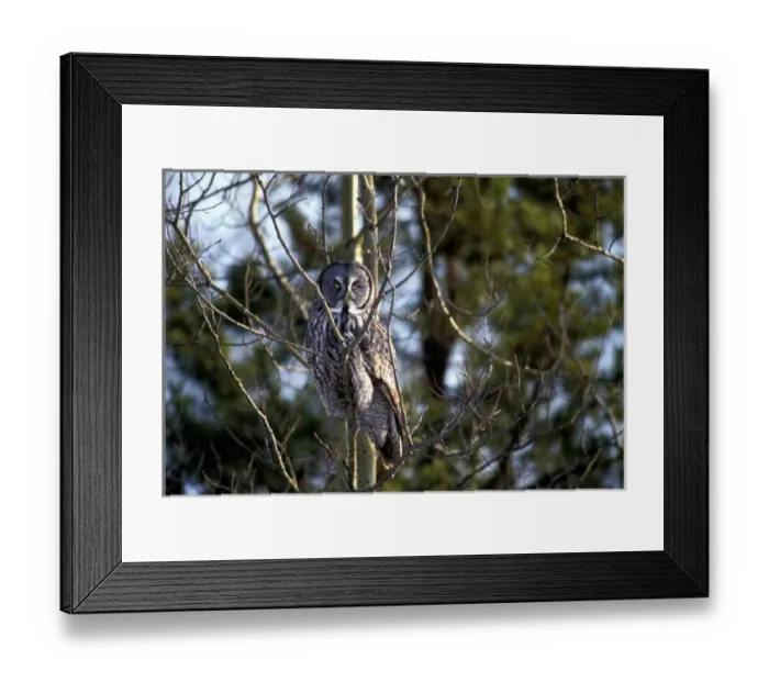 Framed Print : Canada, British Columbia, Fort Saint John, Great Gray Owl (Strix nebulosa) sits Framed Print : Canada, British Columbia, Fort Saint John, Great Gray Owl (Strix nebulosa) sits