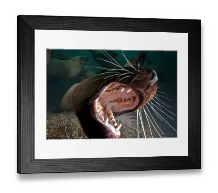 Framed Print : Canada, British Columbia, Hornby Island, Underwater view of Stellers Sea Lions Framed Print : Canada, British Columbia, Hornby Island, Underwater view of Stellers Sea Lions