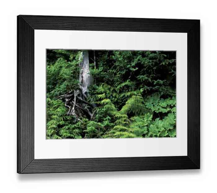 Framed Print : North America, Canada, British Columbia. Forest along Skeena River