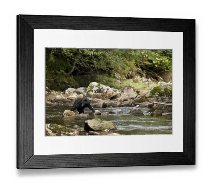 Framed Print : North America, Canada, British Columbia. Black Bear