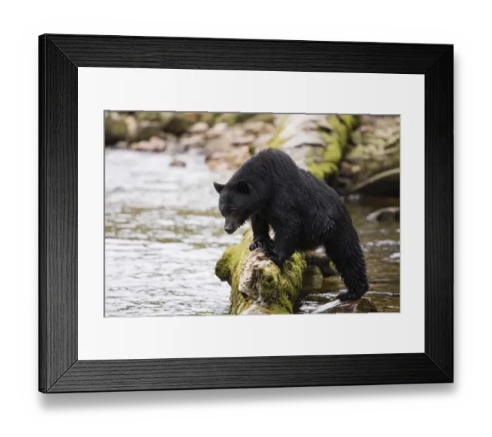 Framed Print : North America, Canada, British Columbia. Black Bear