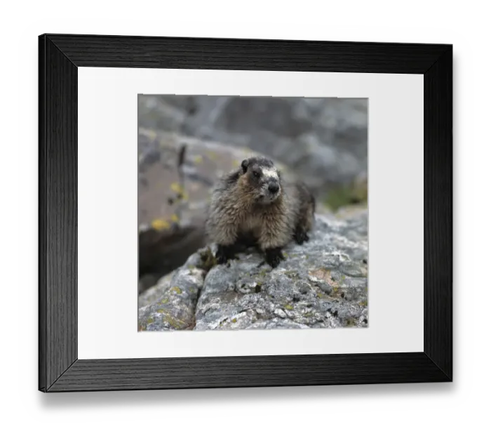 Framed Print : Canada, British Columbia, Yoho NP. A friendly Hoary Marmot considers the visitors Framed Print : Canada, British Columbia, Yoho NP. A friendly Hoary Marmot considers the visitors