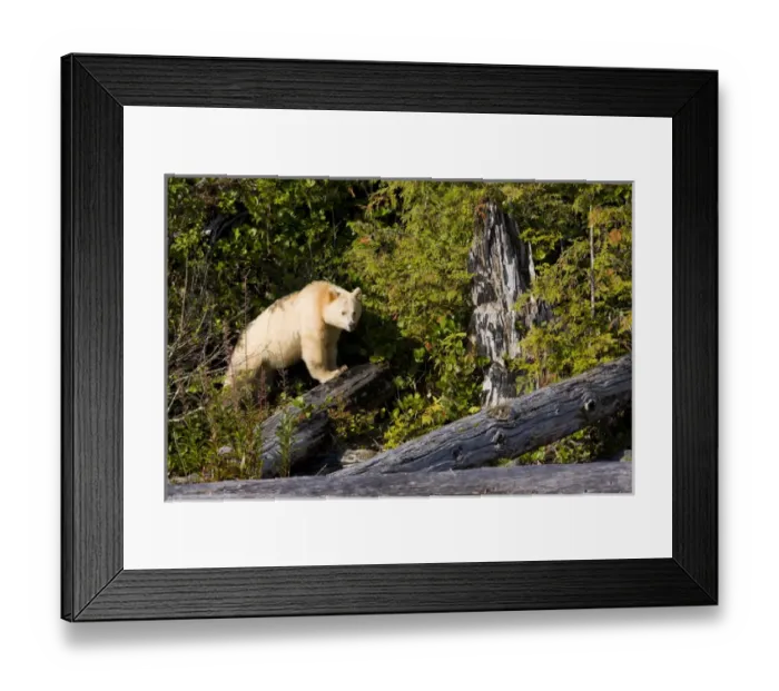 Framed Print : North America, Canada, British Columbia, Princess Royal Island. Kermode (Spirit) Bear Framed Print : North America, Canada, British Columbia, Princess Royal Island. Kermode (Spirit) Bear