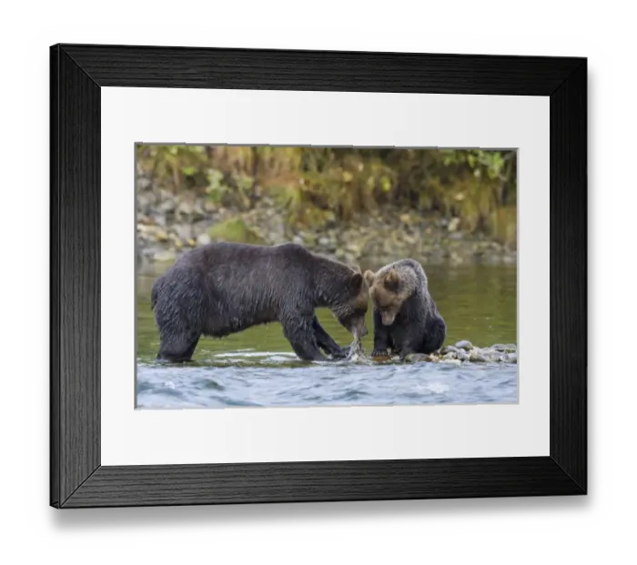 Framed Print : North America, Canada, British Columbia. Grizzly bear and cub eating salmon Framed Print : North America, Canada, British Columbia. Grizzly bear and cub eating salmon