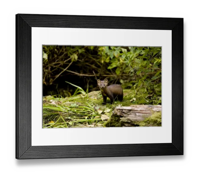 Framed Print : North America, Canada, British Columbia. American Marten Framed Print : North America, Canada, British Columbia. American Marten