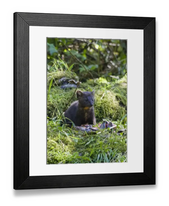 Framed Print : North America, Canada, British Columbia. American Marten eating salmon Framed Print : North America, Canada, British Columbia. American Marten eating salmon