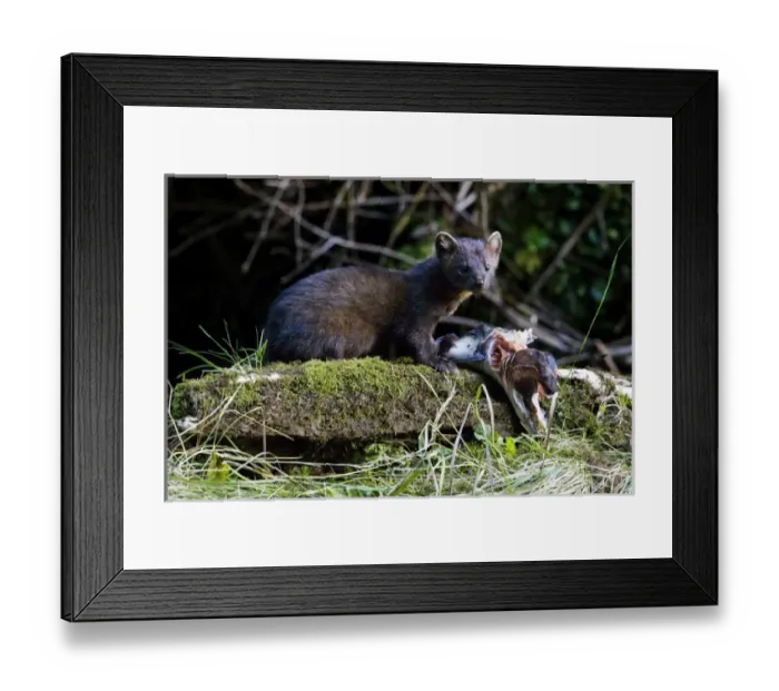 Framed Print : North America, Canada, British Columbia. American Marten eating salmon Framed Print : North America, Canada, British Columbia. American Marten eating salmon