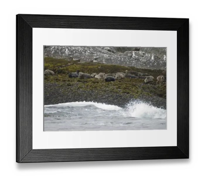 Framed Print : Harbor Seals (Phoca vitulina), Queen Charlotte Strait, British Columbia, Canada