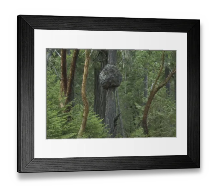 Framed Print : Madrona Trees (Arbutus menziesii), Little Qualicum Falls Provincial Park, Vancouver Island