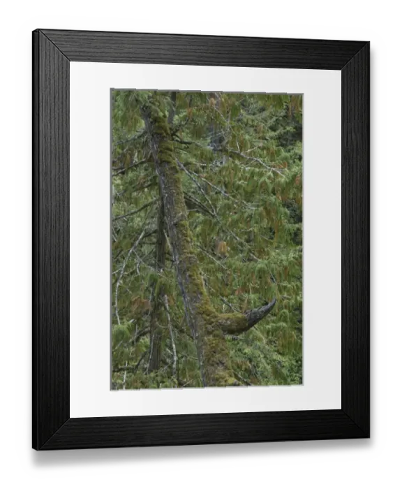 Framed Print : Forest, Little Qualicum Falls Provincial Park, Vancouver Island, British Columbia