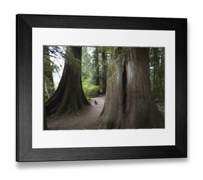 Framed Print : Cathedral Grove in MacMillan Provincial Park, British Columbia, Canada, September 10 Framed Print : Cathedral Grove in MacMillan Provincial Park, British Columbia, Canada, September 10