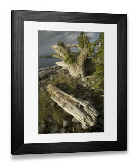 Framed Print : Keith Island Driftwood, Broken Island Group, Pacific Rim National Park Preserve, British Columbia Framed Print : Keith Island Driftwood, Broken Island Group, Pacific Rim National Park Preserve, British Columbia