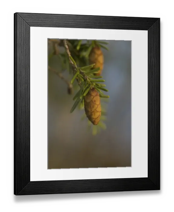 Framed Print : Pinecone Detail, Keith Island, Broken Island Group, Pacific Rim National Park Preserve Framed Print : Pinecone Detail, Keith Island, Broken Island Group, Pacific Rim National Park Preserve