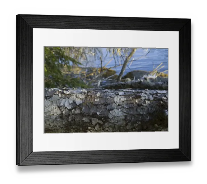 Framed Print : Bark Detail on Keith Island, Broken Island Group, Pacific Rim National Park Preserve