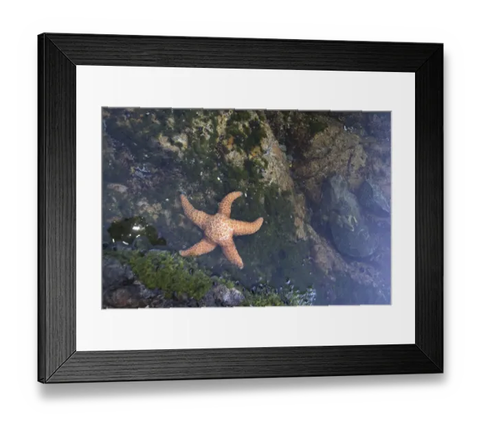 Framed Print : Ochre Star (Pisaster ochraceus) in Dicebox Island Tidepool, Broken Island Group