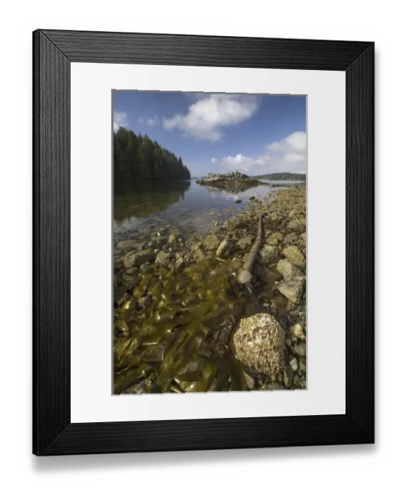 Framed Print : Keith Island, Broken Island Group, Pacific Rim National Park Preserve, British Columbia