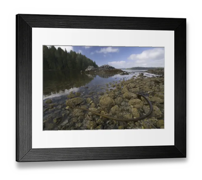 Framed Print : Keith Island, Broken Island Group, Pacific Rim National Park Preserve, British Columbia Framed Print : Keith Island, Broken Island Group, Pacific Rim National Park Preserve, British Columbia