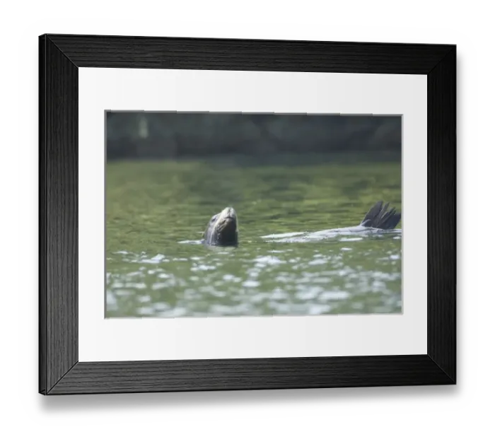 Framed Print : Sea Lions Cavorting Near Batley Island, Broken Island Group, Pacific Rim National Park Preserve
