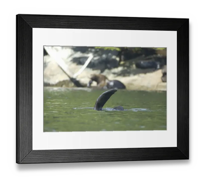 Framed Print : Sea Lions Cavorting Near Batley Island, Broken Island Group, Pacific Rim National Park Preserve