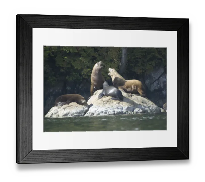 Framed Print : Sea Lions Cavorting Near Batley Island, Broken Island Group, Pacific Rim National Park Preserve