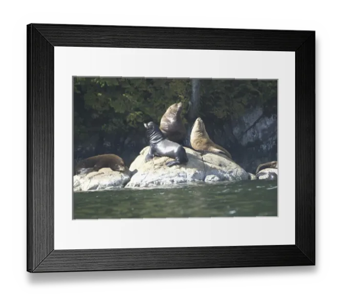 Framed Print : Sea Lions Cavorting Near Batley Island, Broken Island Group, Pacific Rim National Park Preserve
