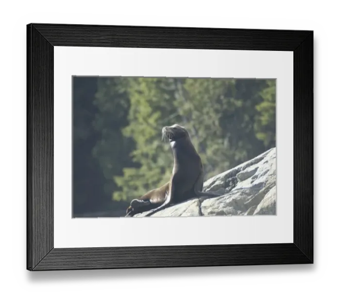 Framed Print : Sea Lions Cavorting Near Batley Island, Broken Island Group, Pacific Rim National Park Preserve
