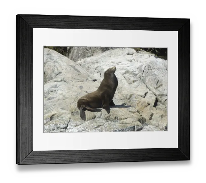 Framed Print : Sea Lions Cavorting Near Batley Island, Broken Island Group, Pacific Rim National Park Preserve Framed Print : Sea Lions Cavorting Near Batley Island, Broken Island Group, Pacific Rim National Park Preserve