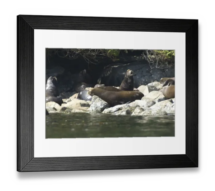Framed Print : Sea Lions Cavorting Near Batley Island, Broken Island Group, Pacific Rim National Park Preserve