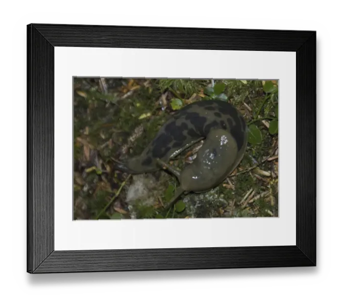 Framed Print : Banana Slug (Ariolimax columbianus) Shares Keith Island Campsite, Broken Island Group