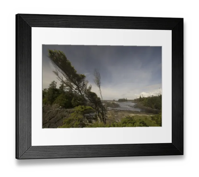 Framed Print : Along the Wild Pacific Trail, Pacific Rim National Park Reserve, Ucluelet, British Columbia Framed Print : Along the Wild Pacific Trail, Pacific Rim National Park Reserve, Ucluelet, British Columbia